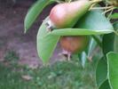 Our Tiny Pears